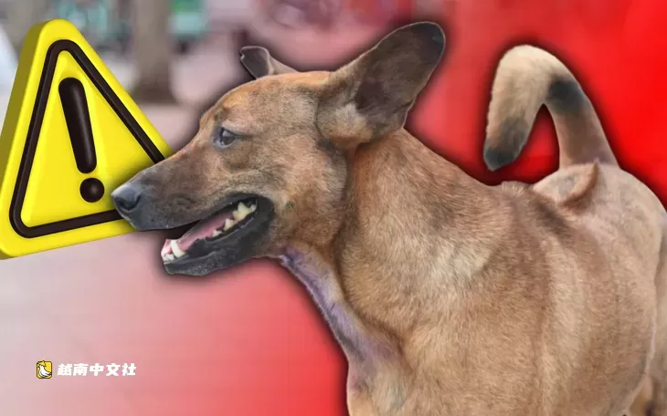 越南胡志明市狂犬病死亡病例增加,社區暴露壓力處於高位