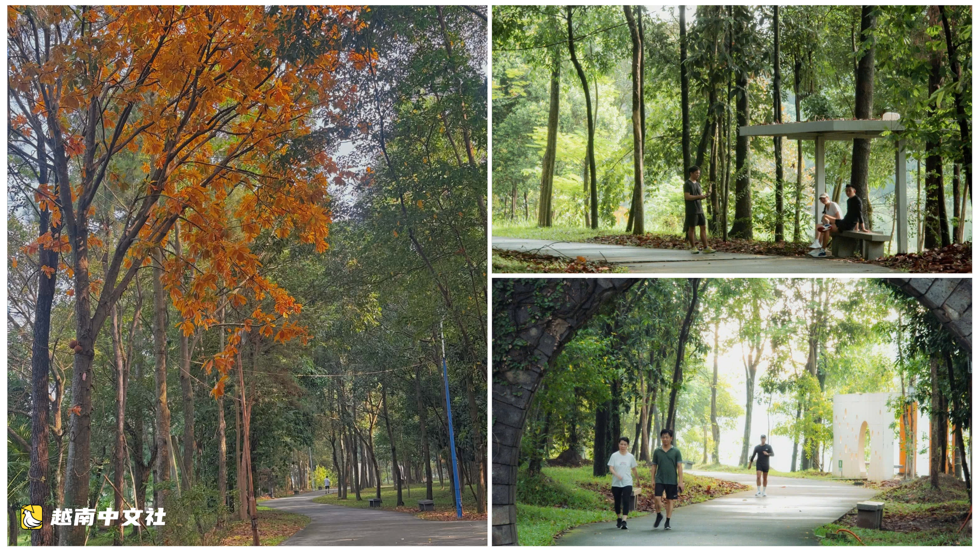 越南胡志明市一公園湖水詩意,樹木換葉染秋色