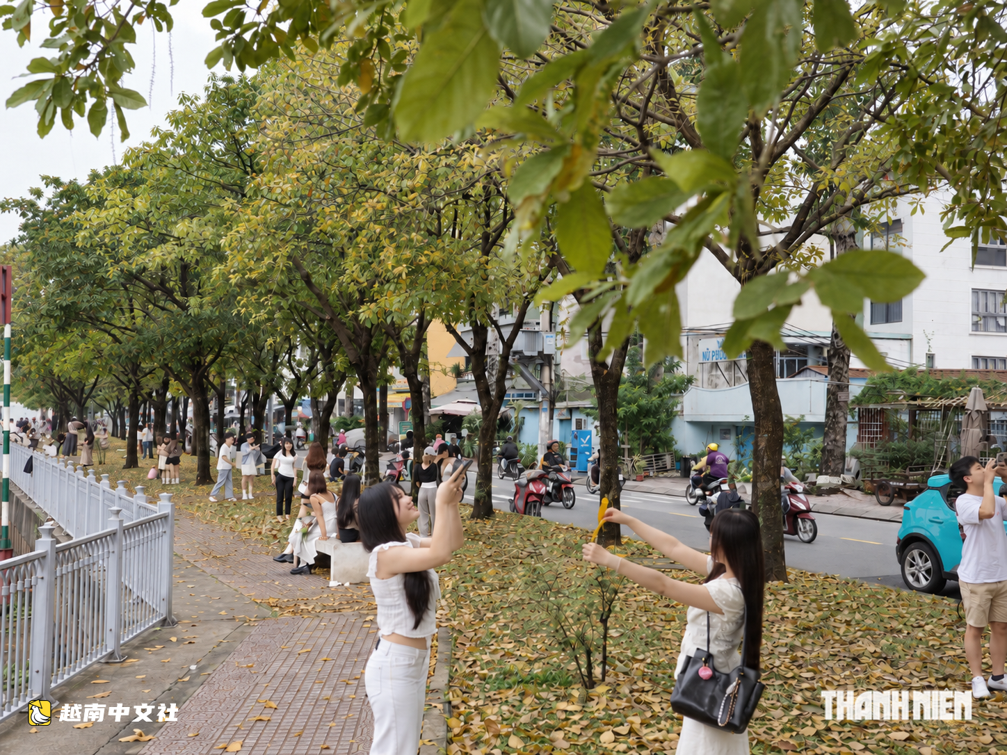 越南胡志明市金葉飄落之路帶旺咖啡館客流