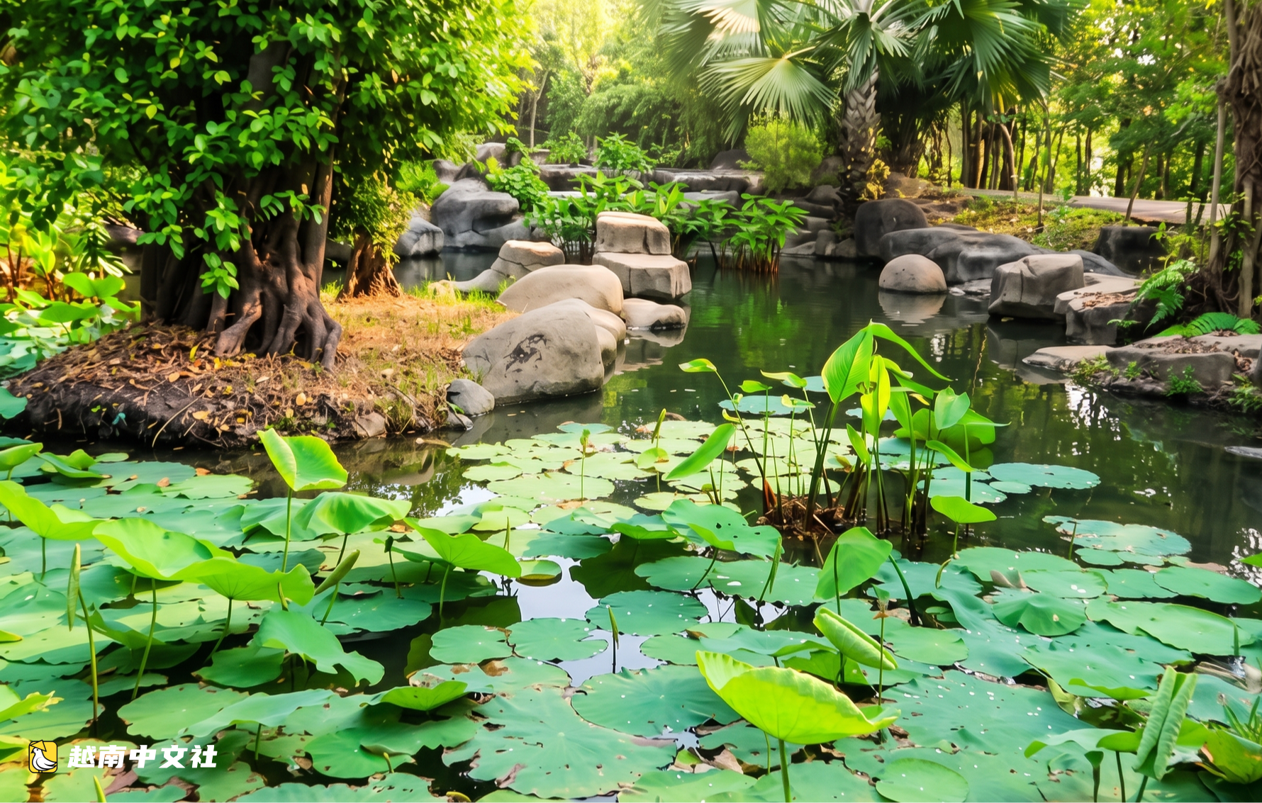 越南胡志明市一公園湖水詩意,樹木換葉染秋色