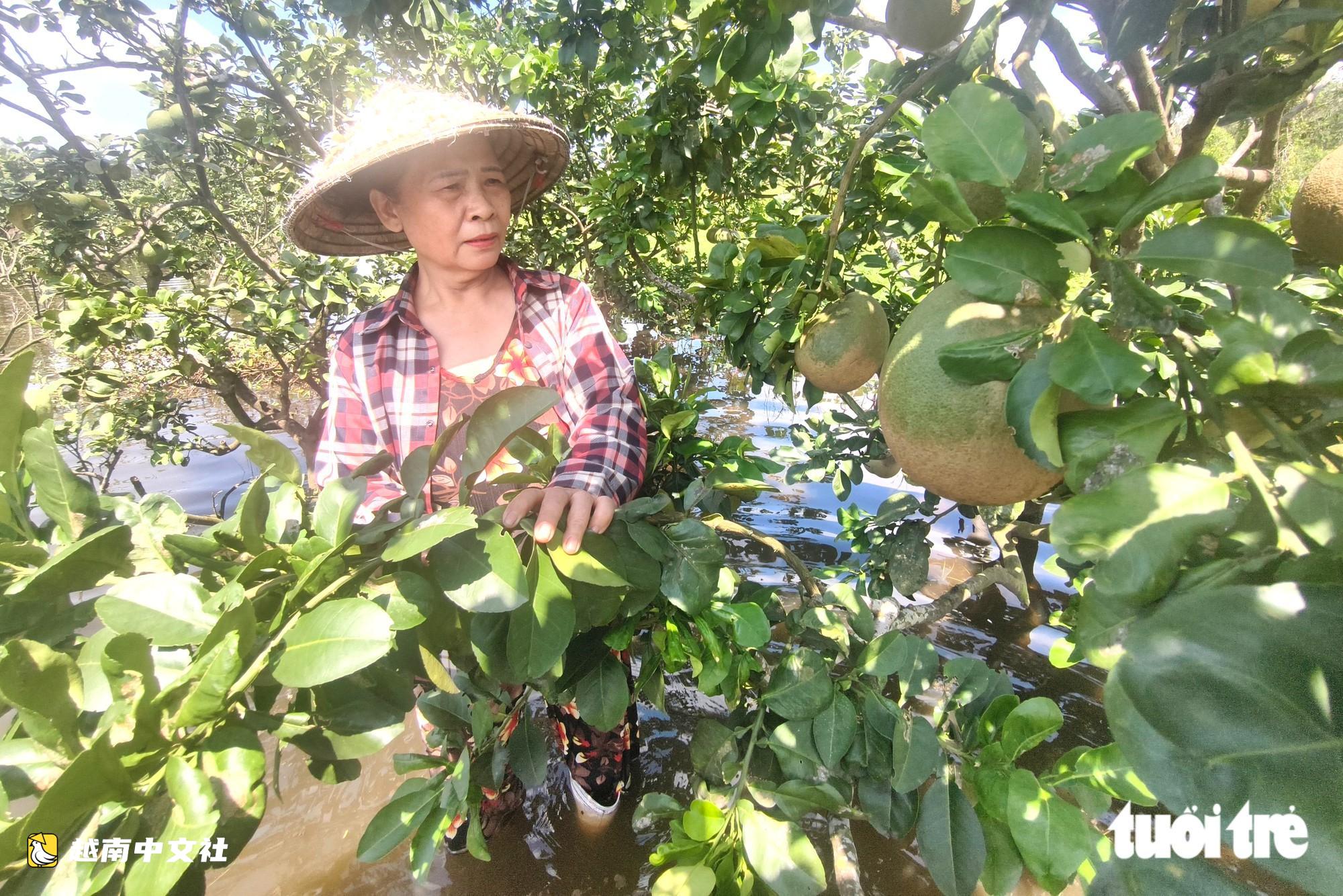 越南胡志明市新永祿鄉抽水搶救多處受淹柚園