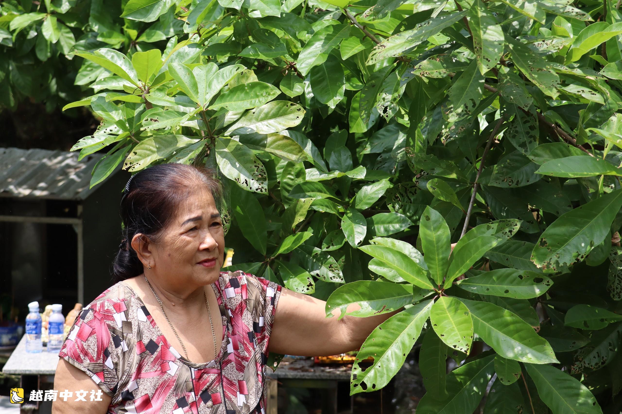 觀賞越南芹苴樹齡超過300年的水梅樹