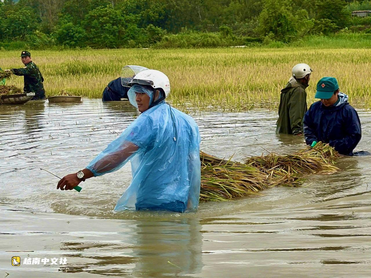越南得樂省一農民種2畝水稻僅賺3.5萬越盾,引眾人心酸