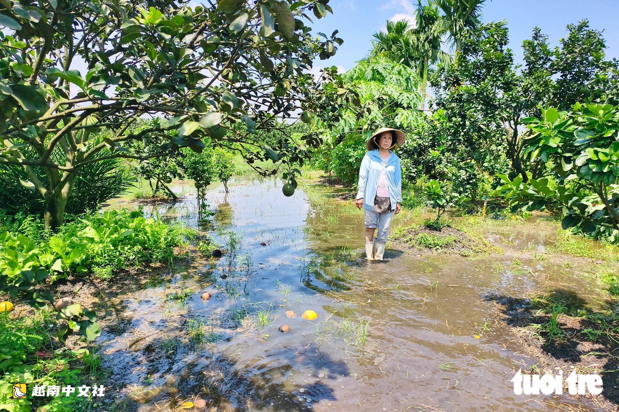 越南胡志明市新永祿鄉抽水搶救多處受淹柚園