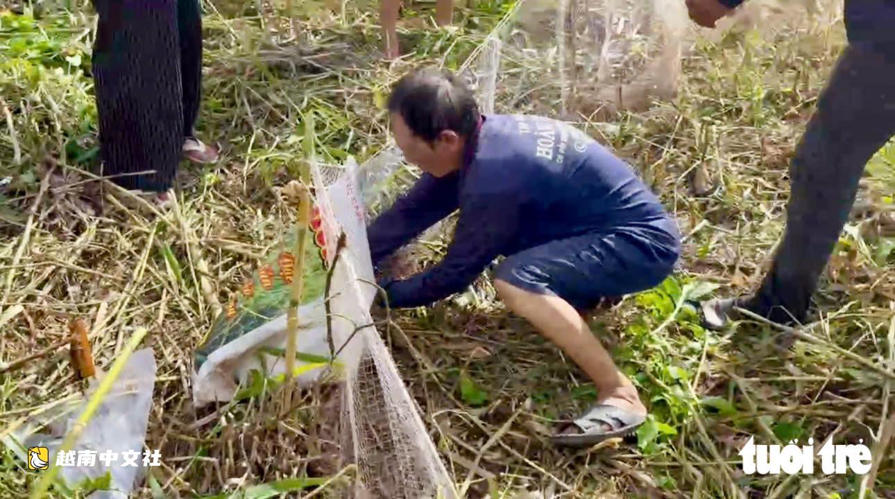 越南湄公河三角洲稻穀豐收季,民眾相約捕田鼠增收