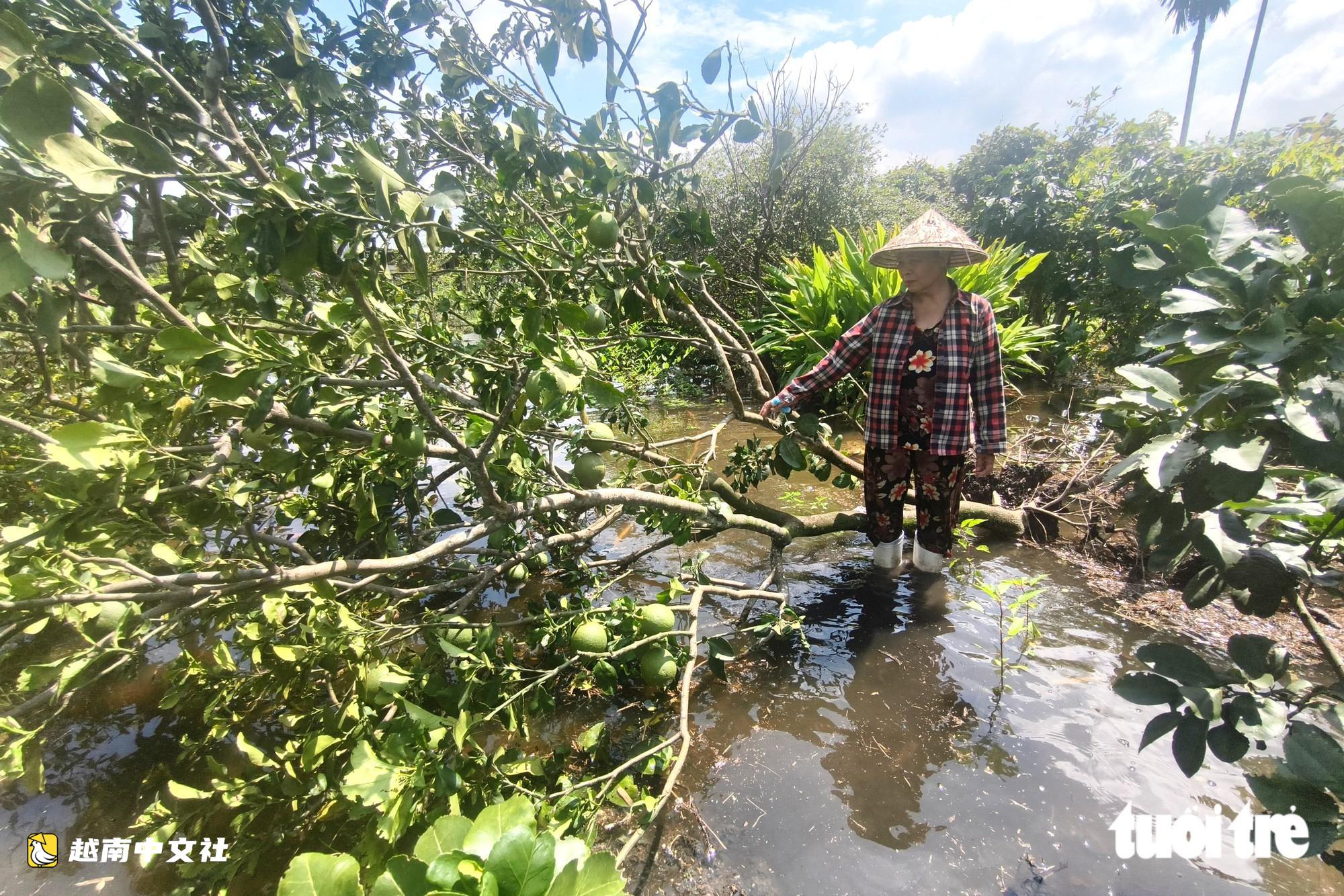 越南胡志明市新永祿鄉抽水搶救多處受淹柚園