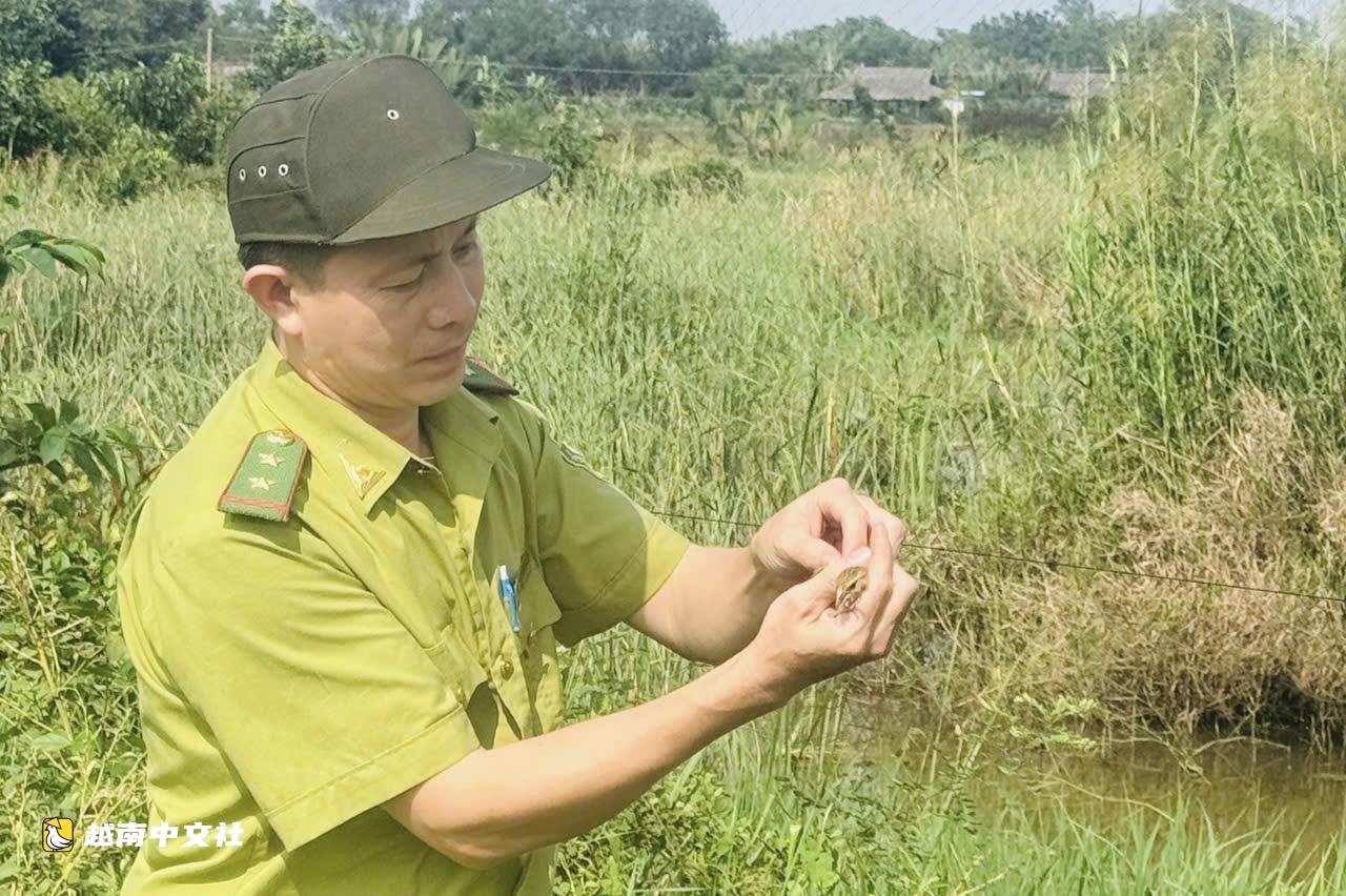 胡志明市護林員拆除4300米捕鳥天網