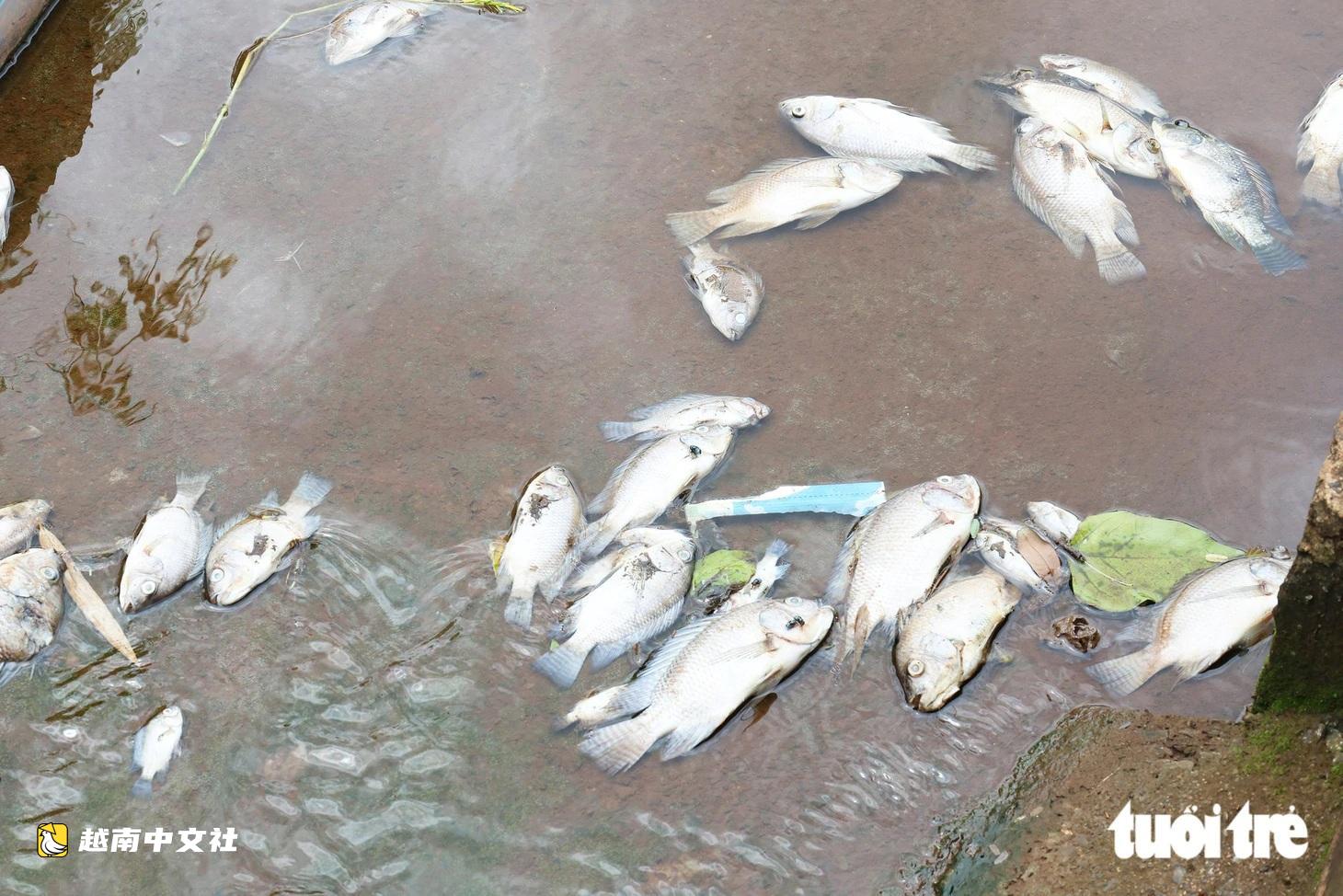 越南多樂省檢查從工業集群排汙口流入湖泊的黑色水源