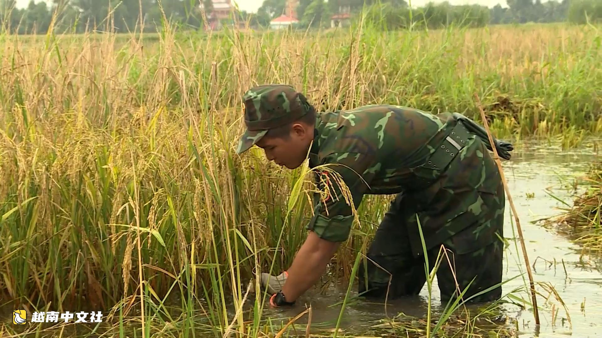 越南金甌省軍人下田幫助民眾搶收被淹水稻