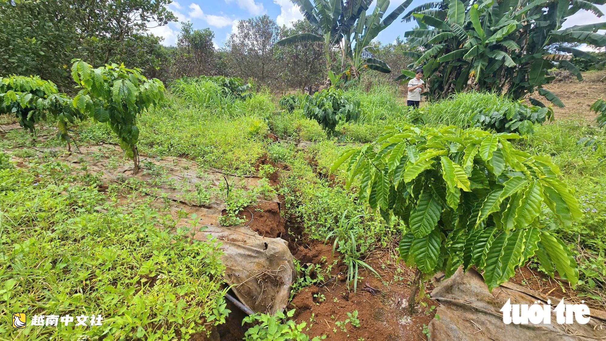 越南長裂縫“吞噬”民眾大量土地和農作物