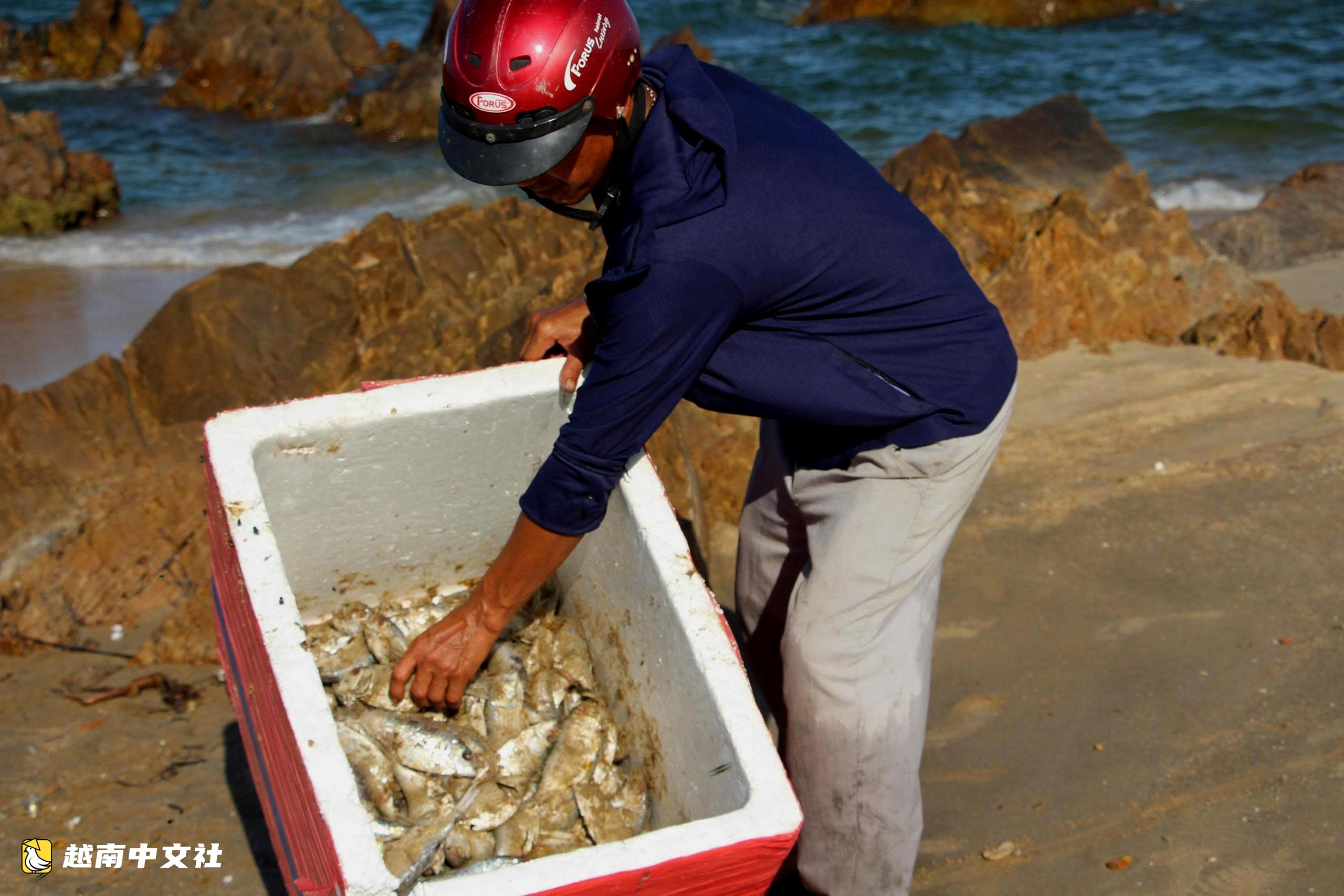 越南廣治省海岸逾1公里出現大量死魚