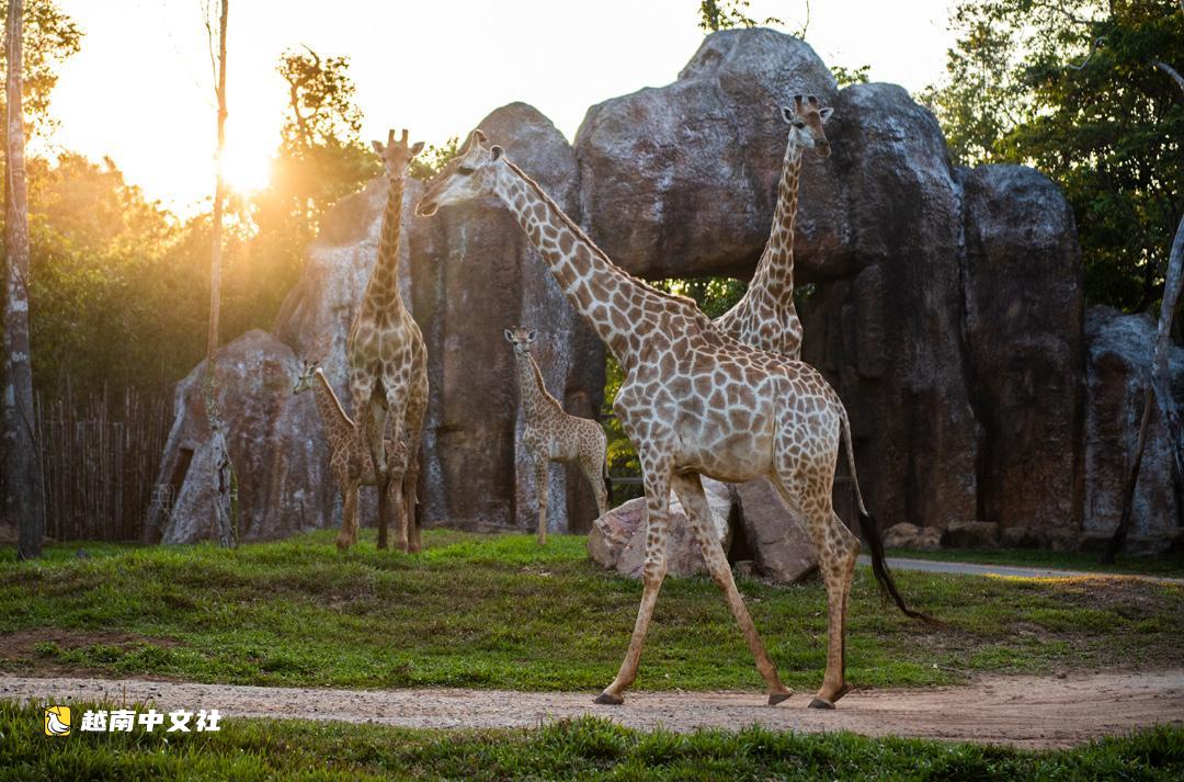 擁有世界“雙紀錄”,越南富國島珍珠野生動物園規模有多大?