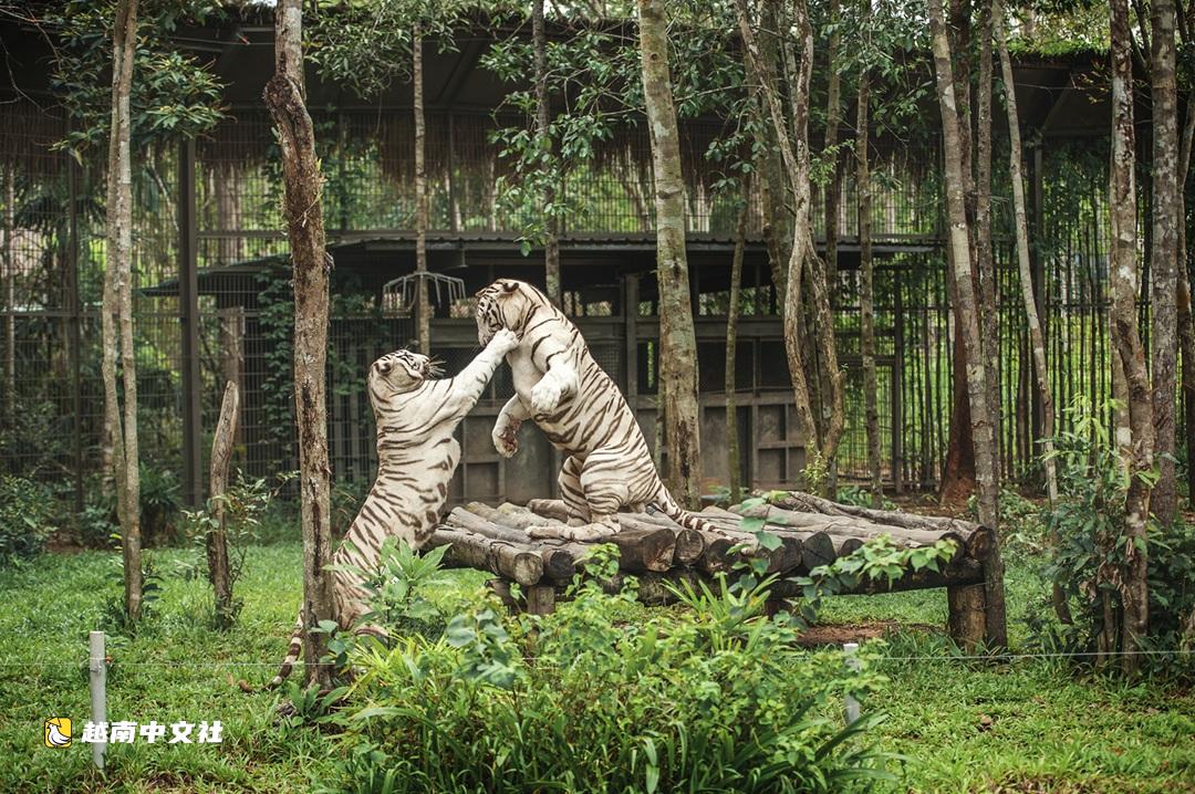 擁有世界“雙紀錄”,越南富國島珍珠野生動物園規模有多大?