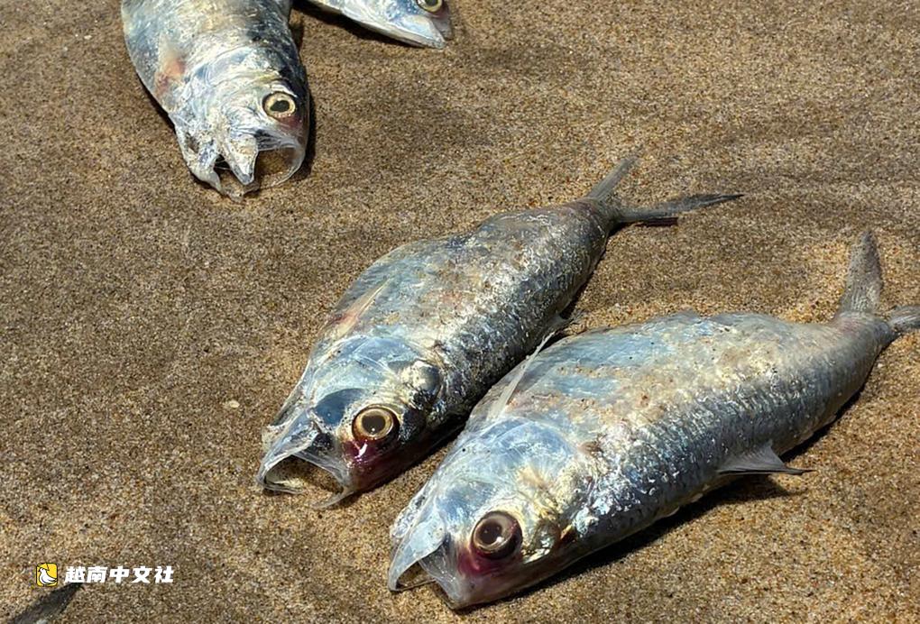 越南廣治省海灘大量沙丁魚死亡被衝上岸
