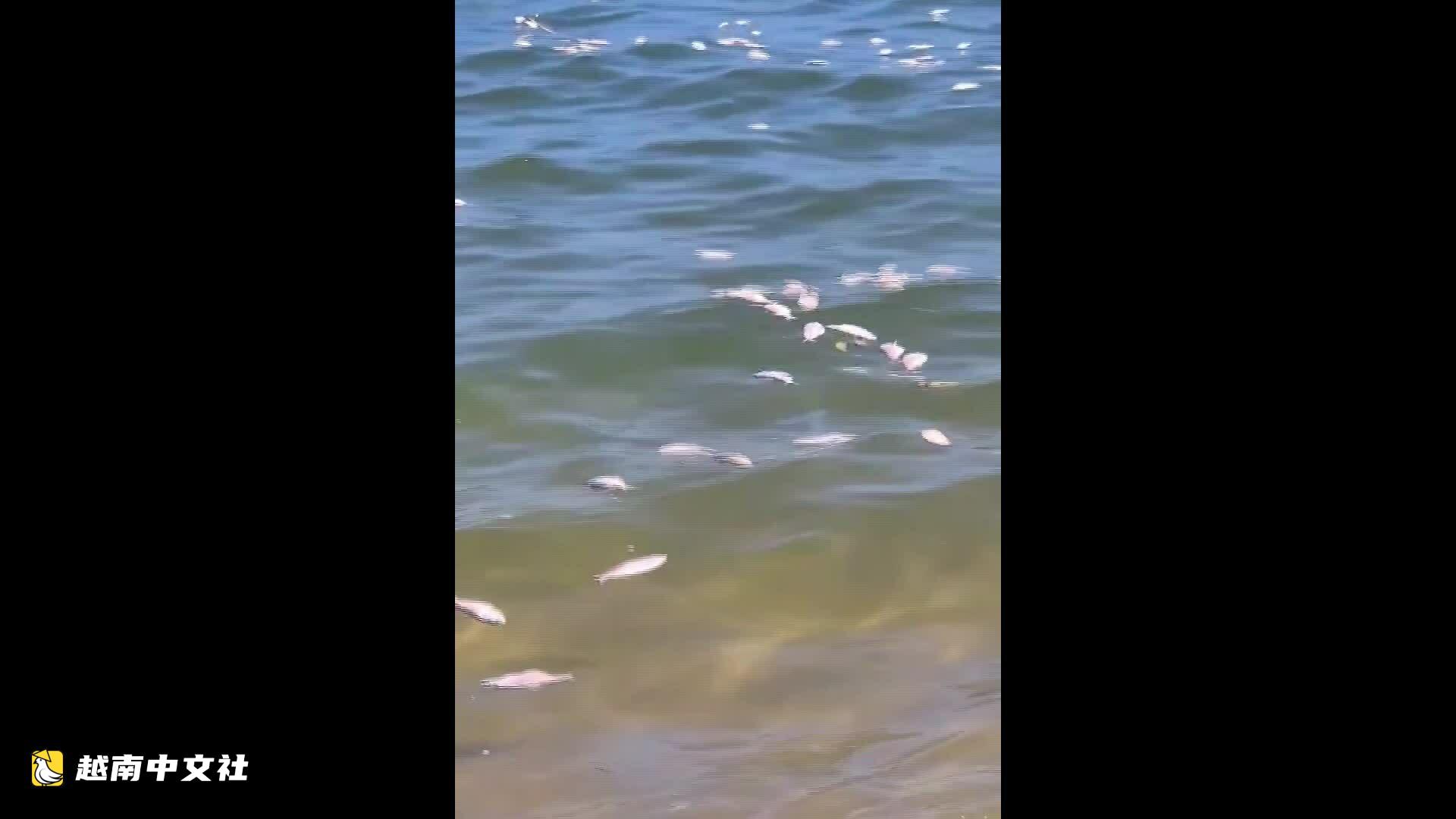 越南廣治省海灘大量沙丁魚死亡被衝上岸
