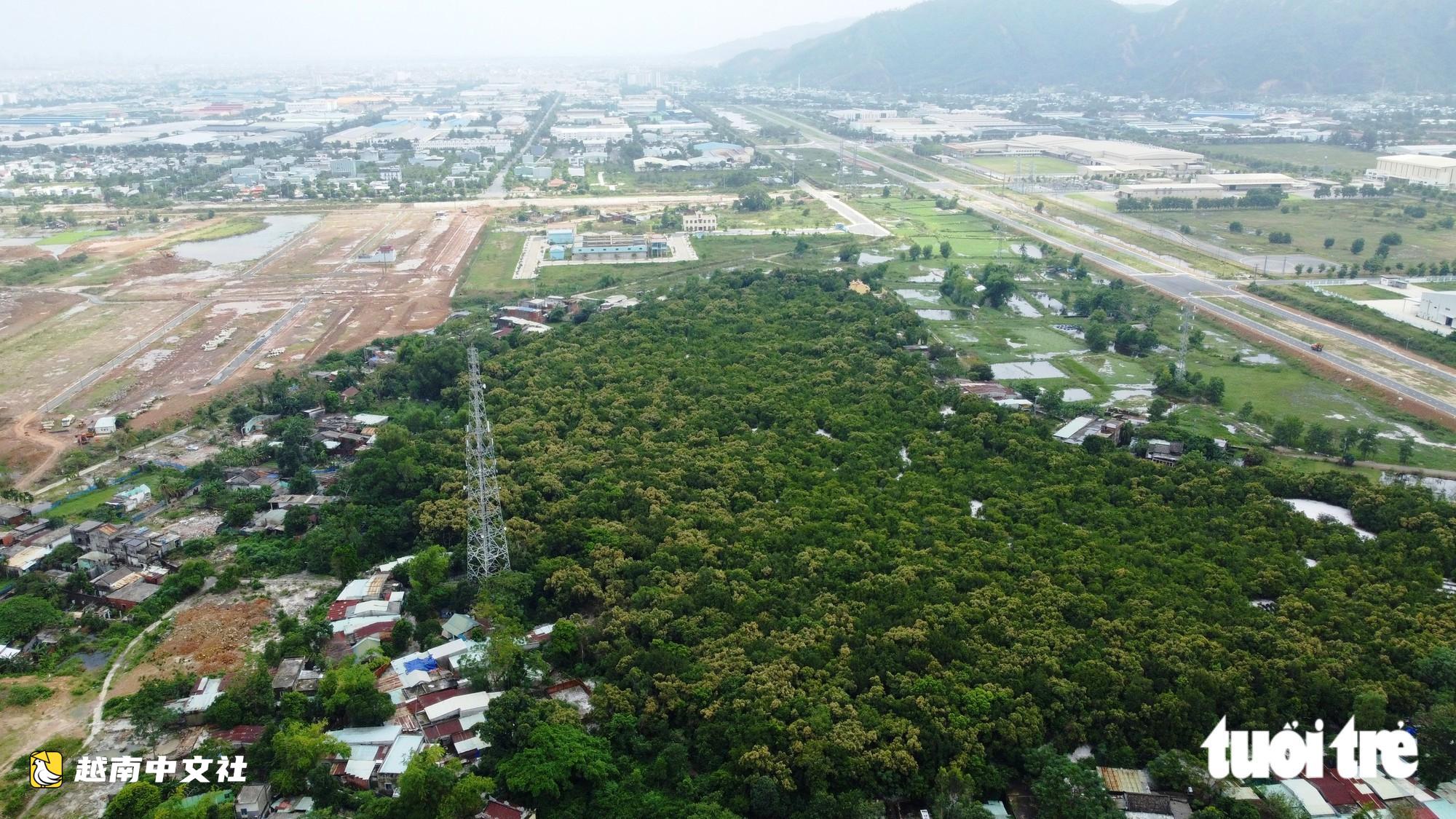 越南:將大樹、古樹移回以修繕中山聖林