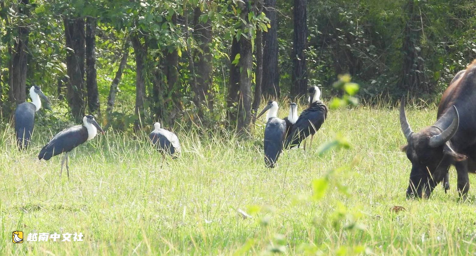 越南約克敦國家公園:珍稀白頸鸛群現身覓食