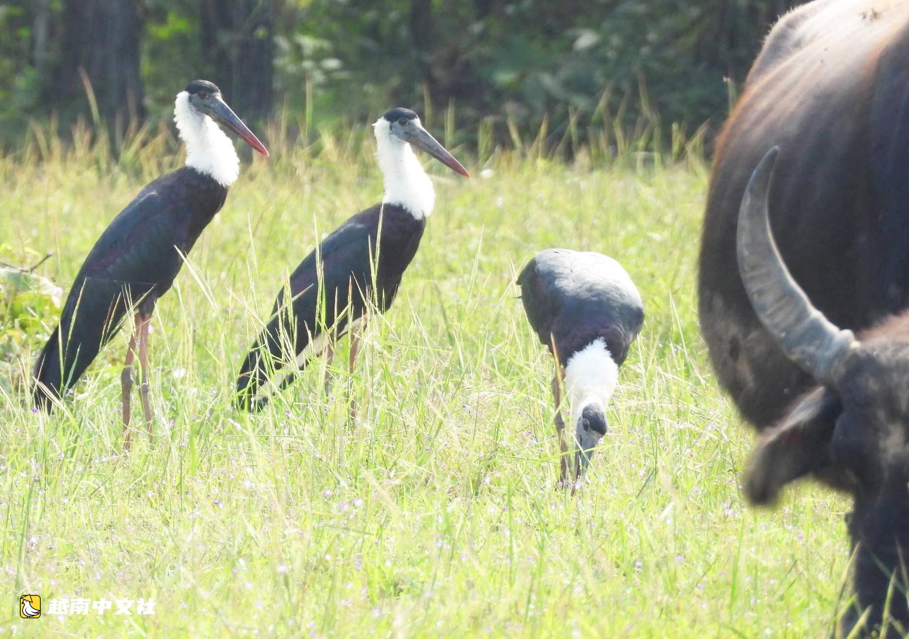 越南約克敦國家公園:珍稀白頸鸛群現身覓食