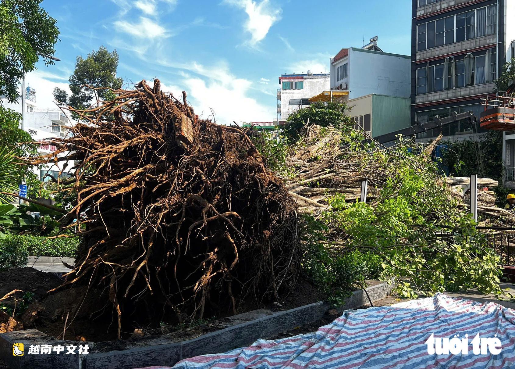 胡志明市丁先皇街-武氏六街一棟建築的榕樹連根拔起橫堵道路
