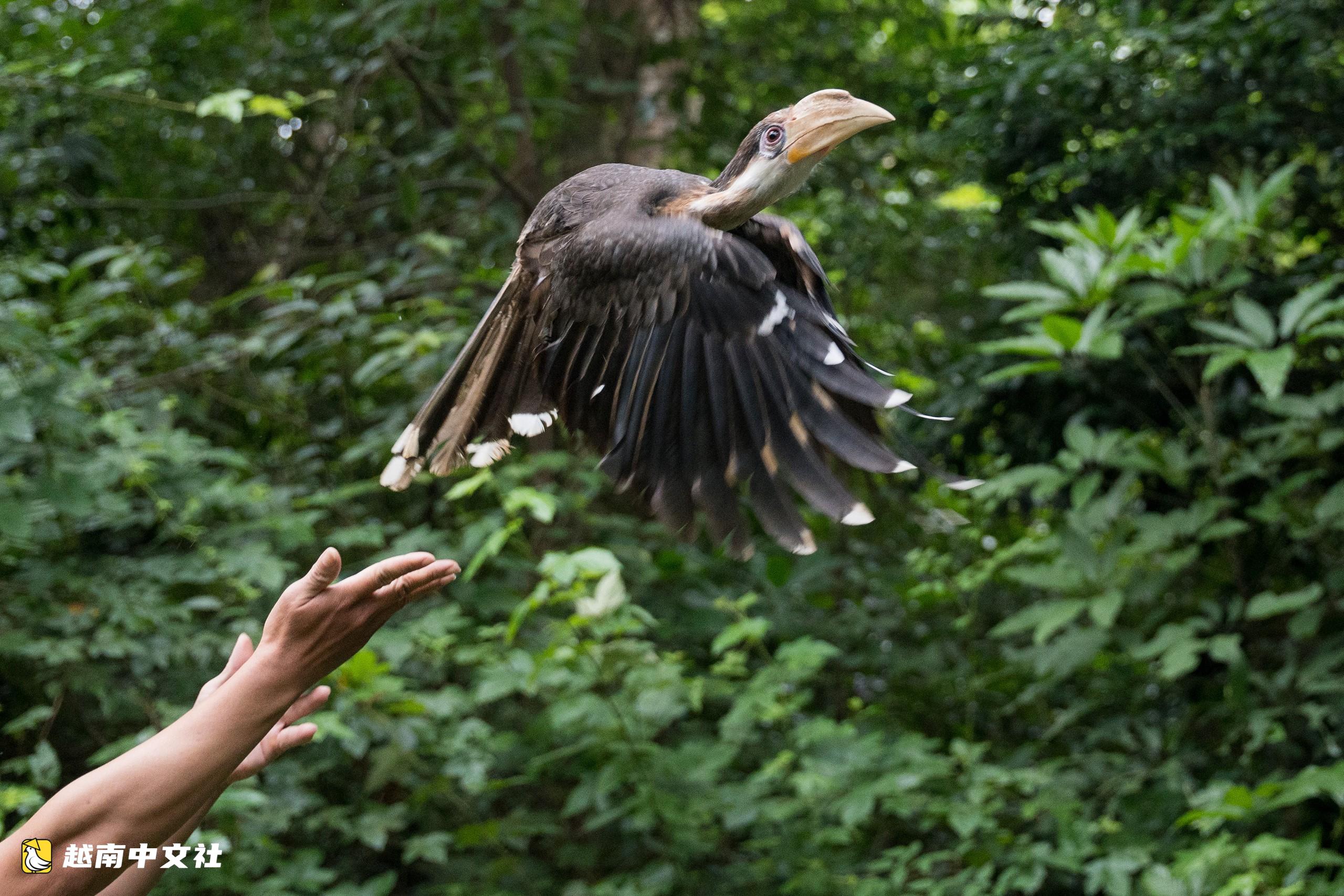 越南峰牙-己榜國家公園：17只野生動物迴歸“家園”