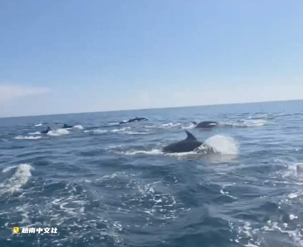 越南富貴島海域遇見上千只海豚的激動瞬間