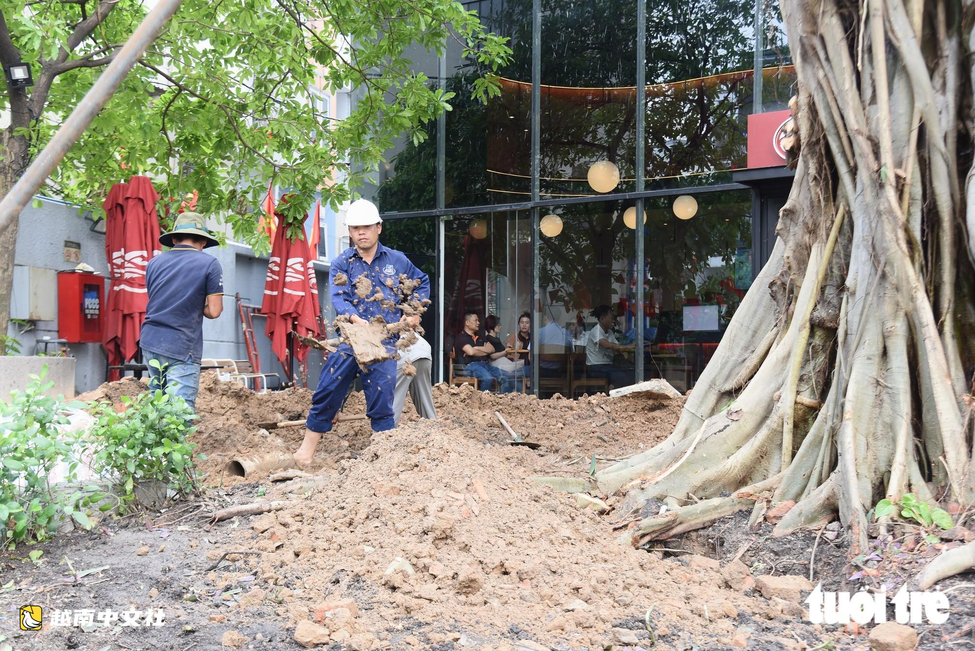 胡志明市丁先皇街倒伏菩提樹已重新種回原位