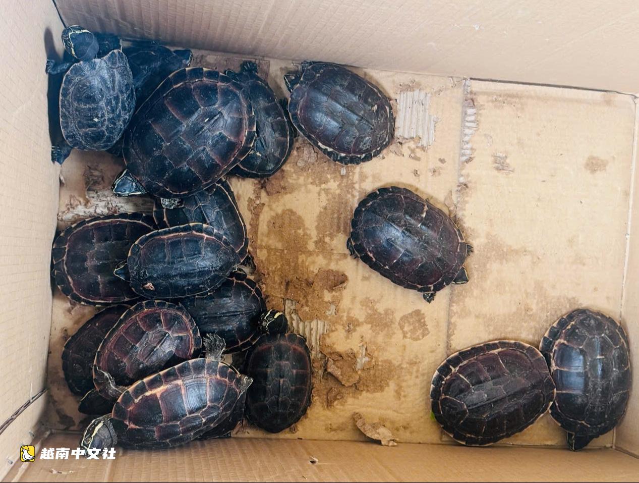 越南霍門縣兩個放生動物售賣點發現13只紅耳龜