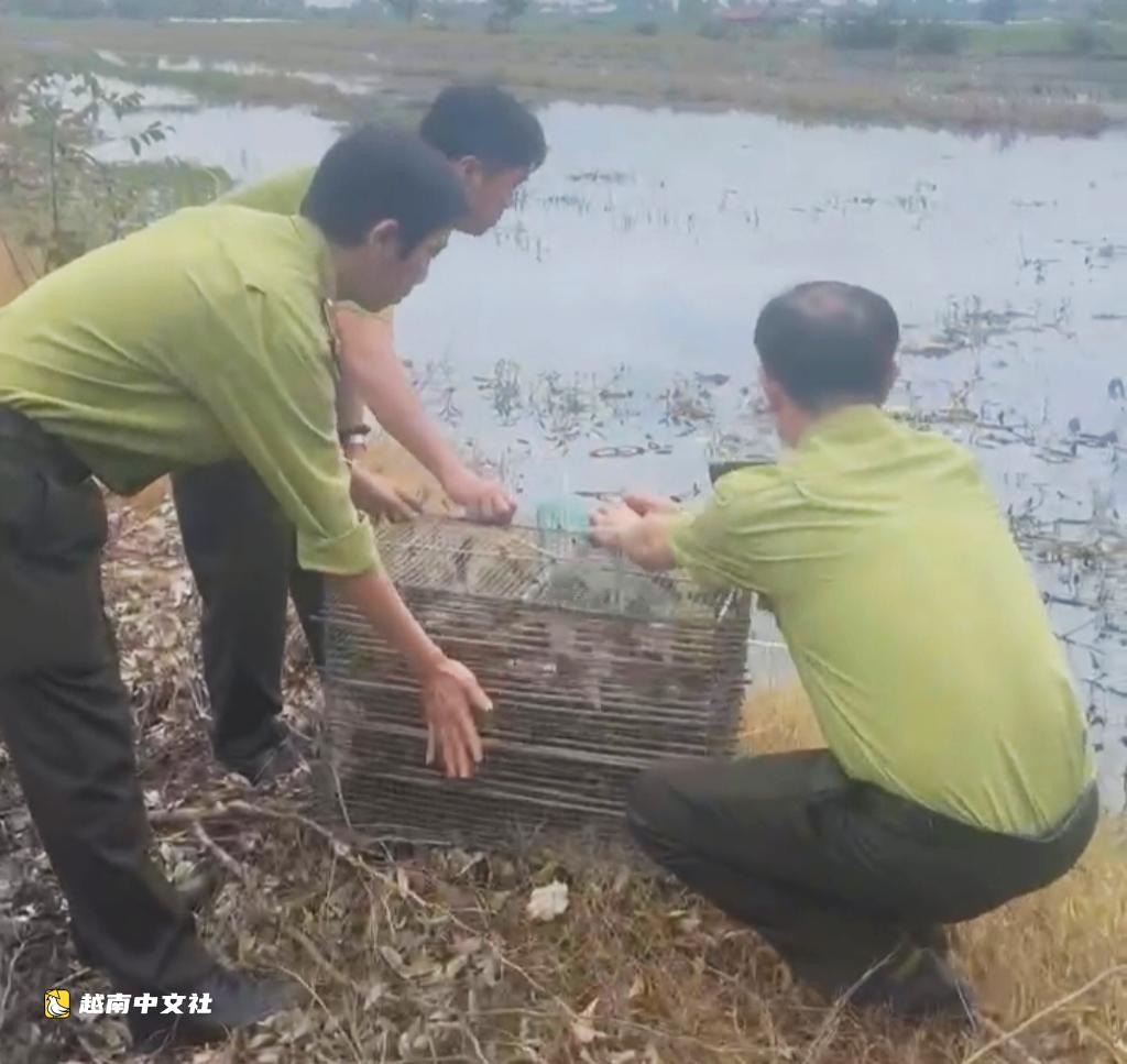 越南霍門縣兩個放生動物售賣點發現13只紅耳龜