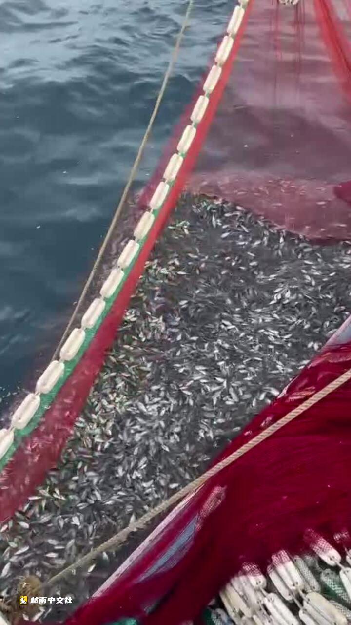 越南順化漁民捕獲16噸剝皮魚,收入近14億越盾
