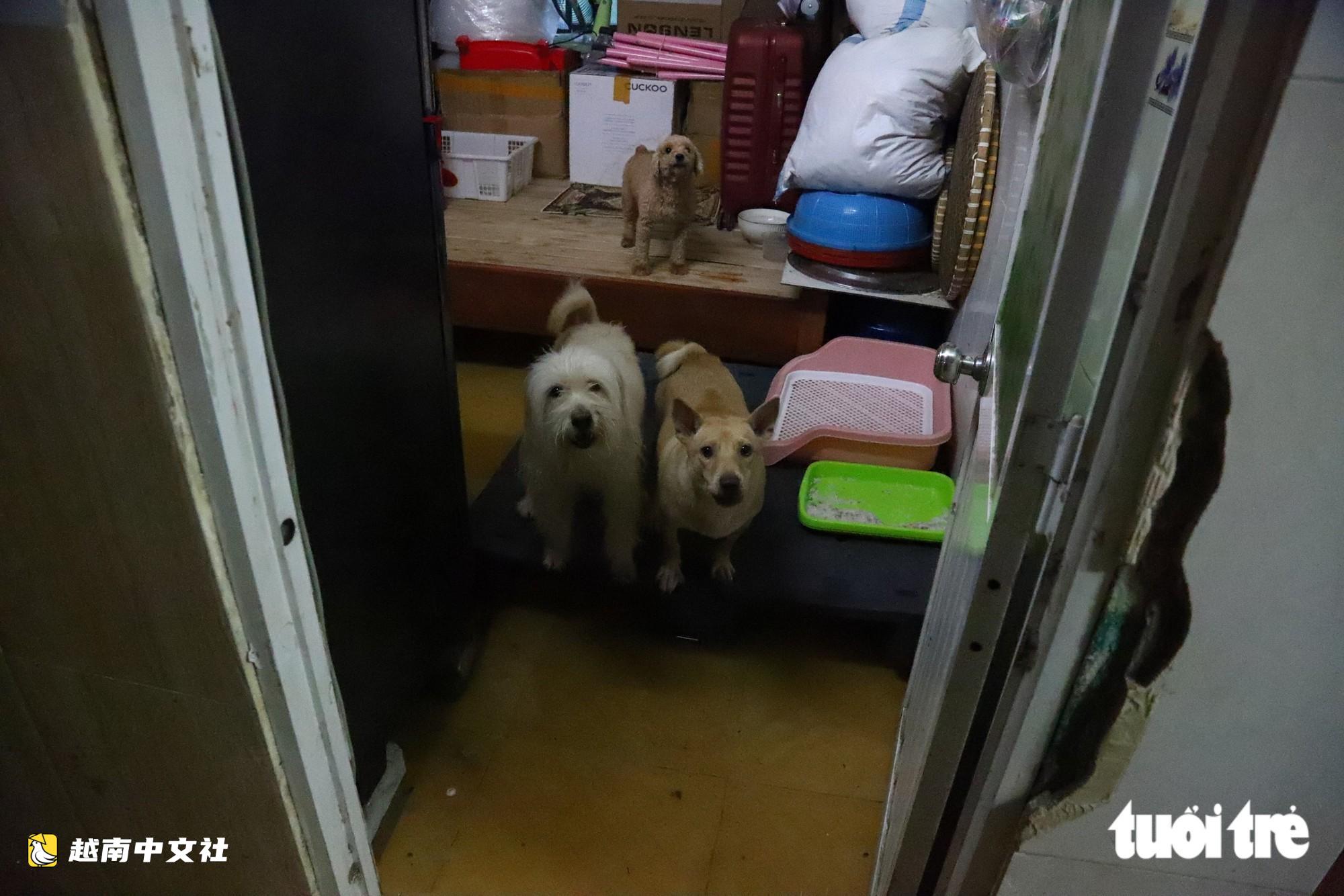 胡志明市潮水達峰,民眾在門前築‘堤’,兒童在潮水中游泳
