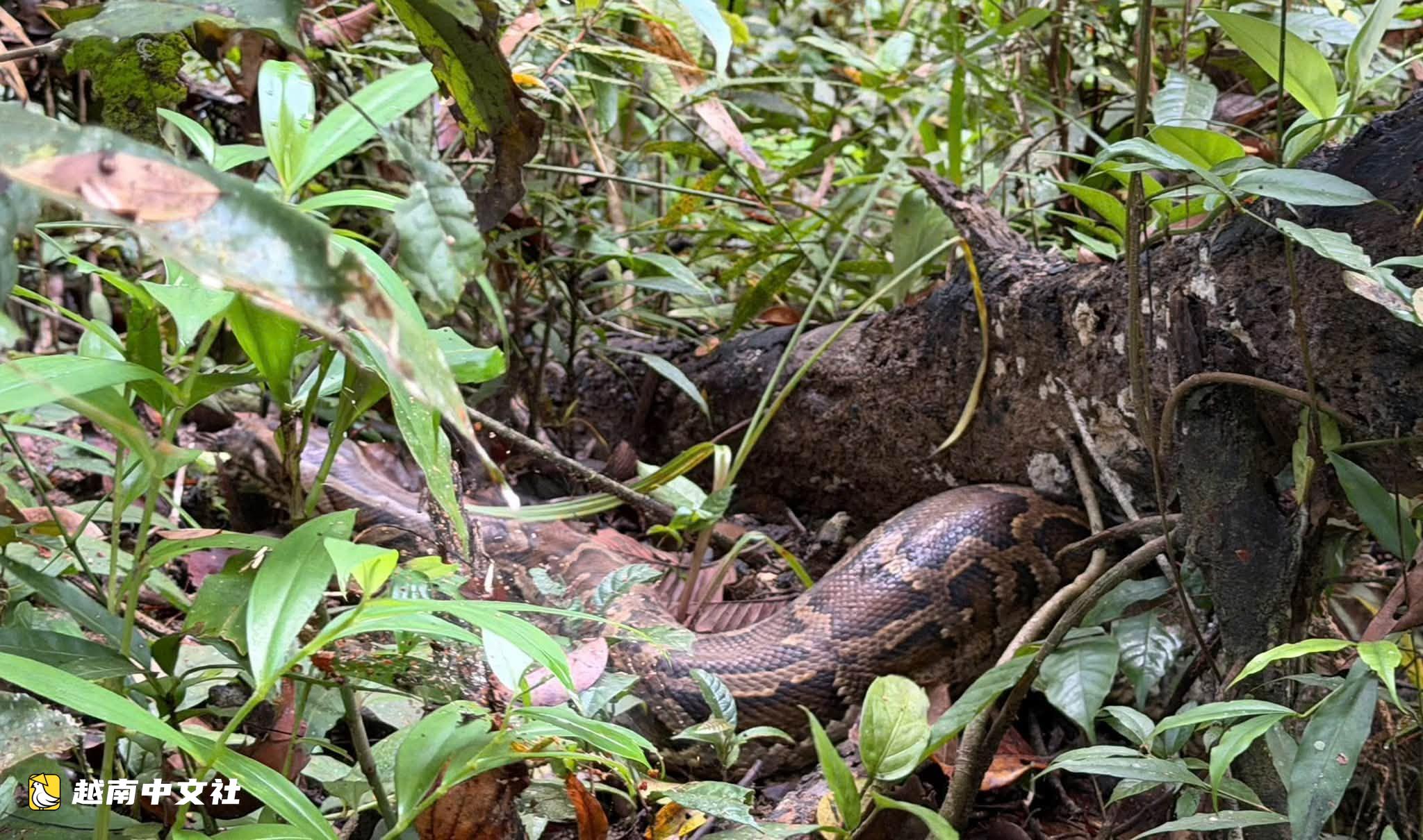 越南將蟒蛇、黃尾猴、黃額閉殼龜、穿山甲等放歸朱莫雷國家公園