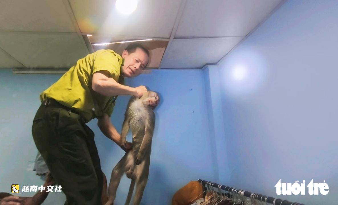 長尾獼猴在越南胡志明市範世顯街追逐咬人