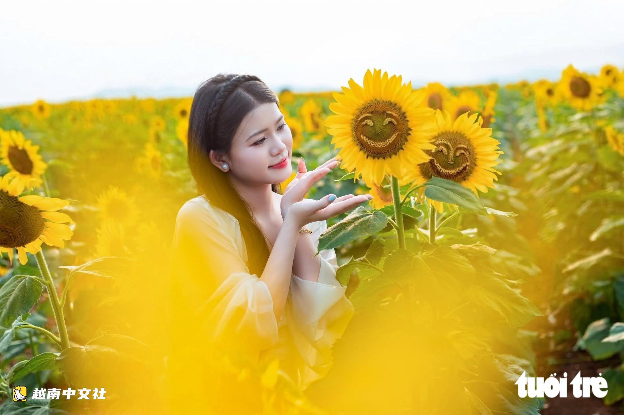 漫步在越南最大向日葵花田的金色花海中