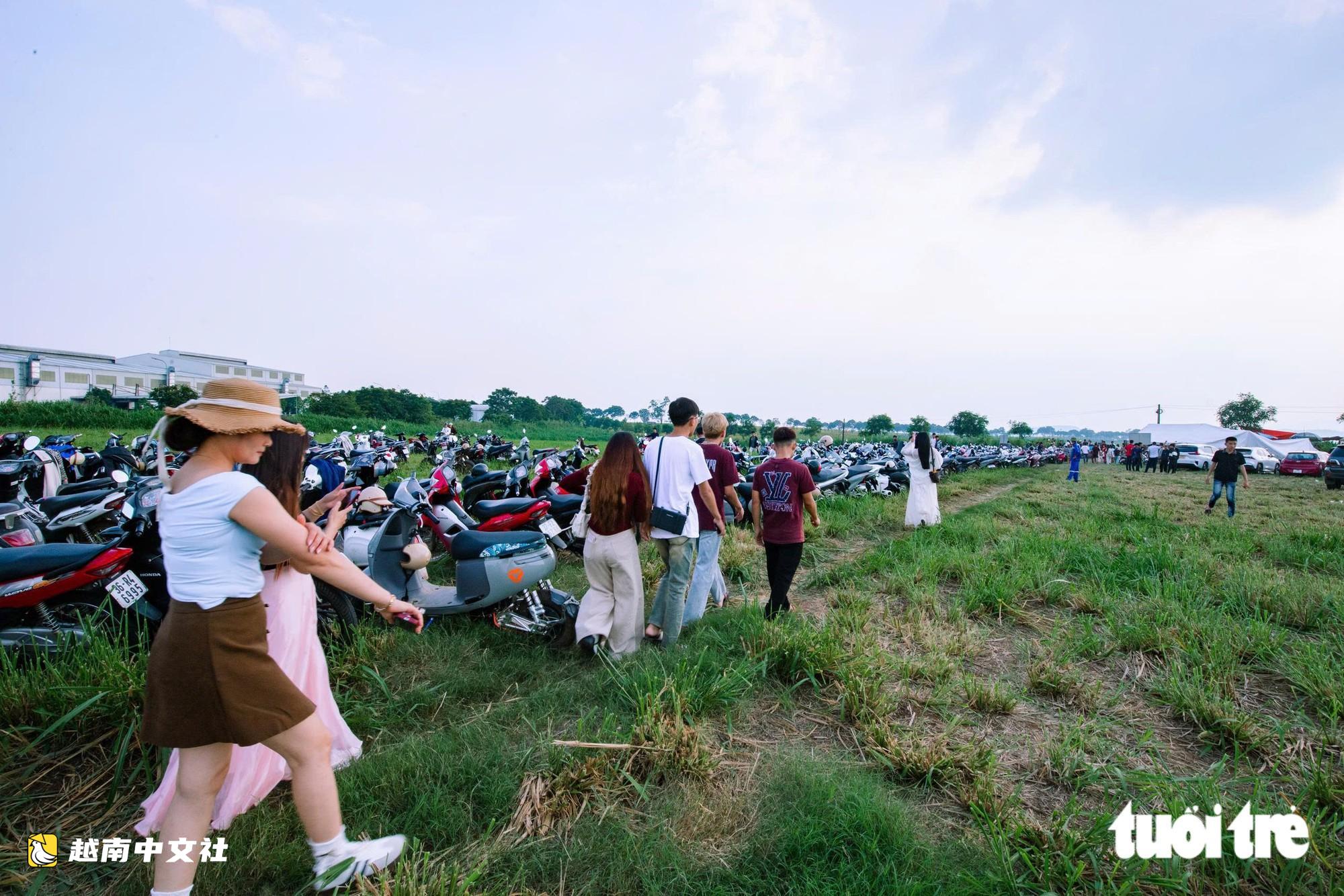 漫步在越南最大向日葵花田的金色花海中