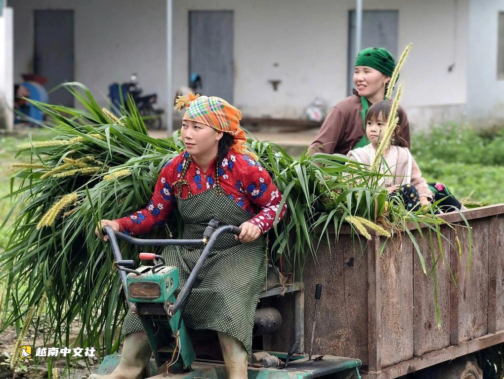 越南青年棄城返鄉,提升赫蒙牛價值