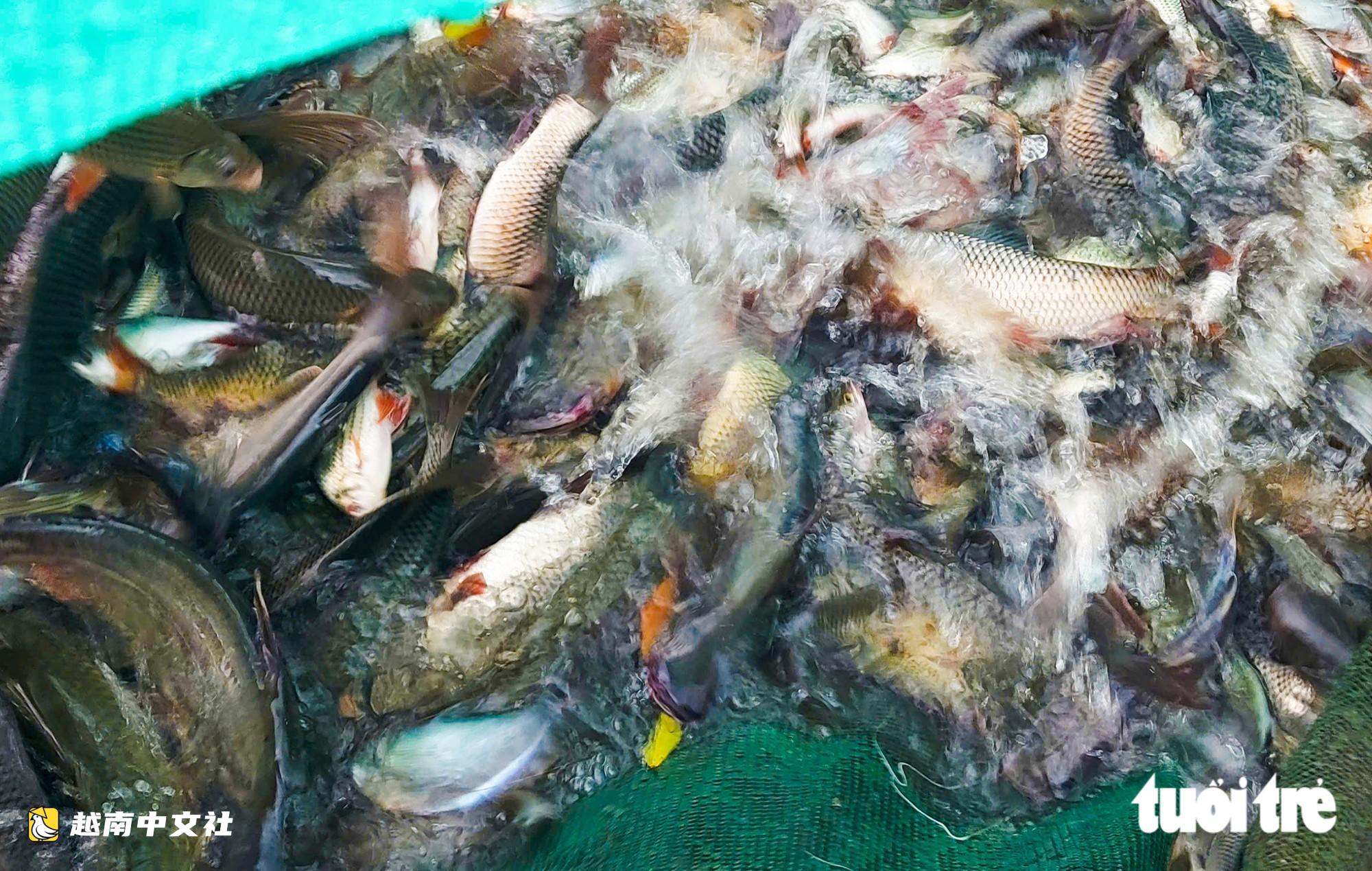 越南安江省汛期水漫田野:推網架、架罾捕魚忙