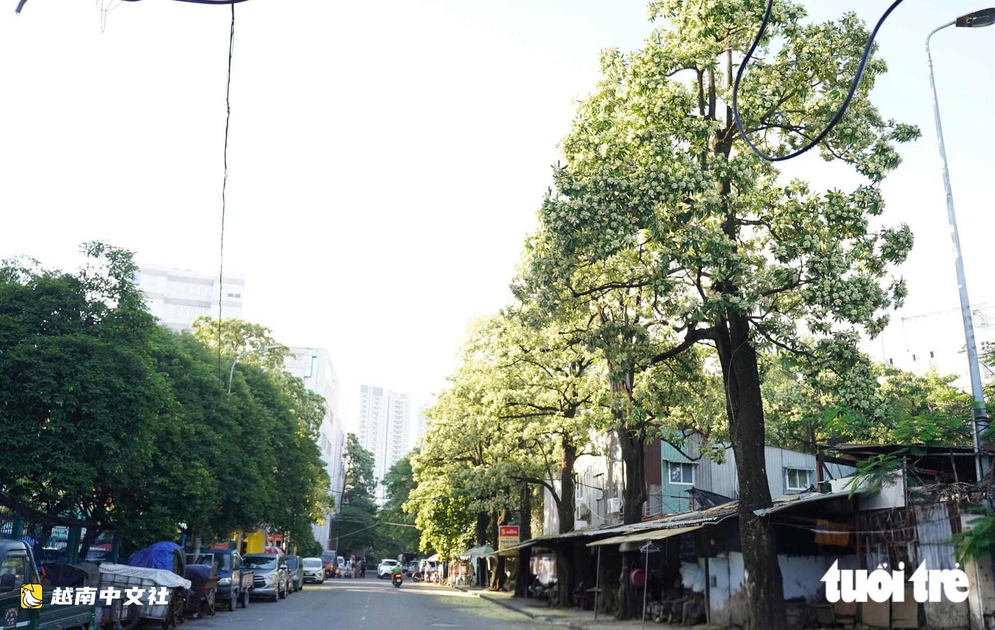 胡志明市街頭一角乳花盛開