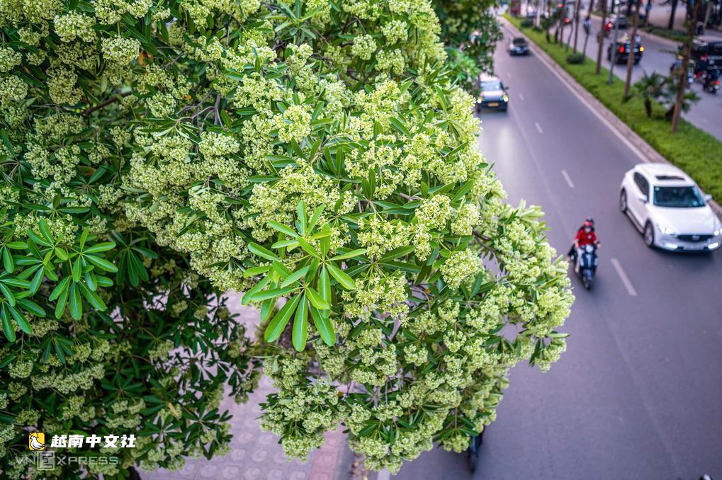 河內考慮修剪牛奶花簇以減少香味