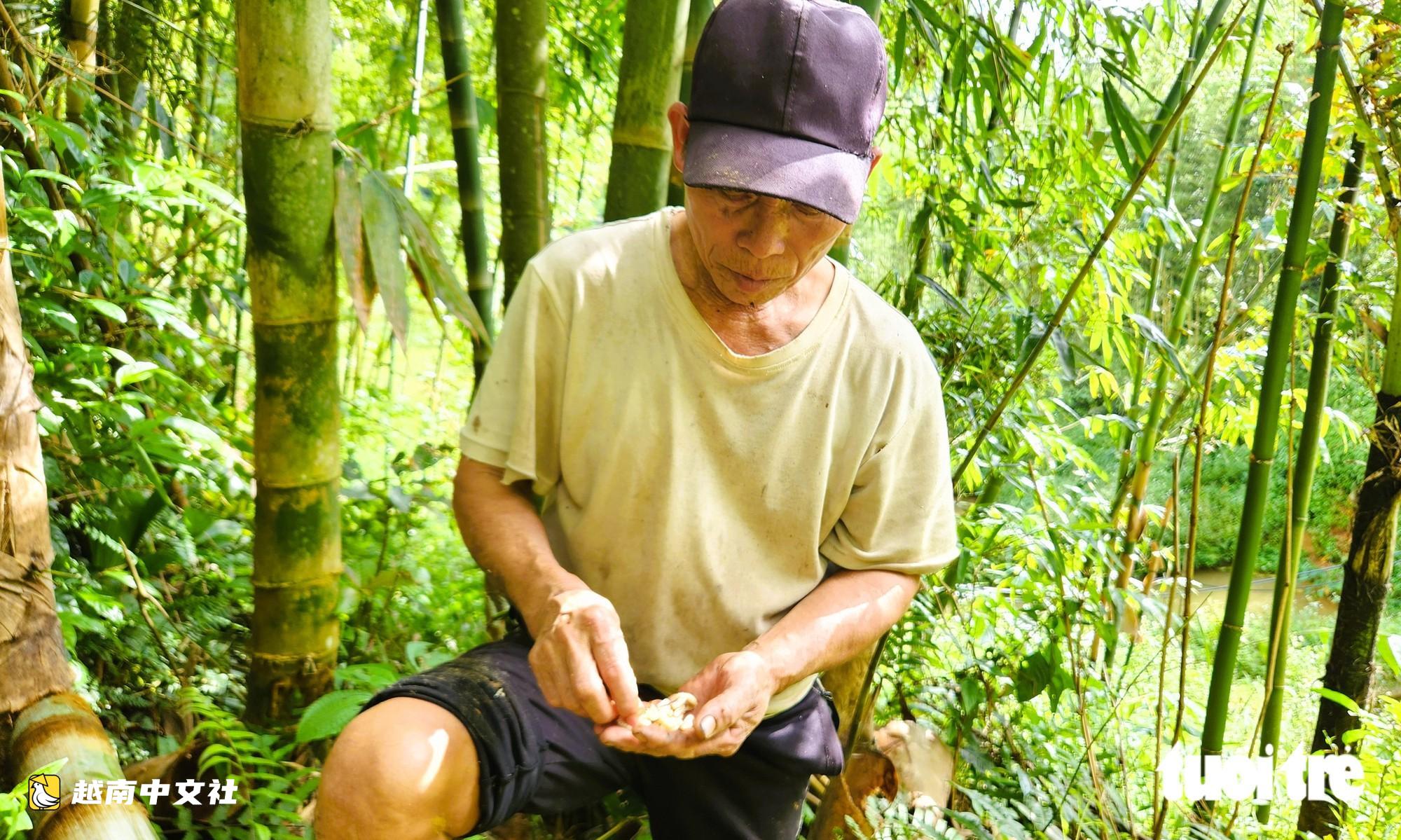 越南清化:進山獵捕竹蟲,獨特美食每公斤25萬至30萬越盾卻不易買到