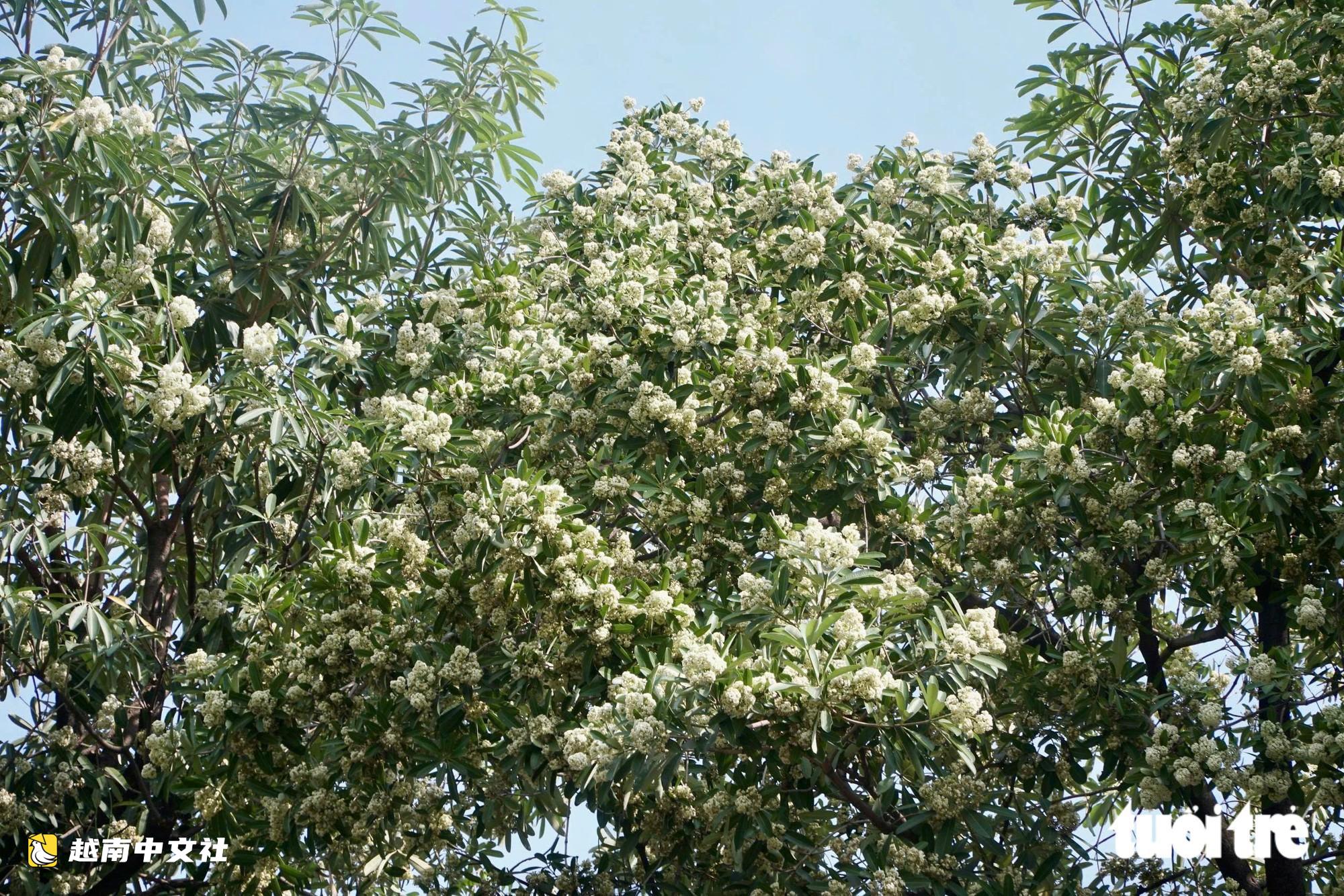 越南河內:工人持剪刀修剪街頭乳香花