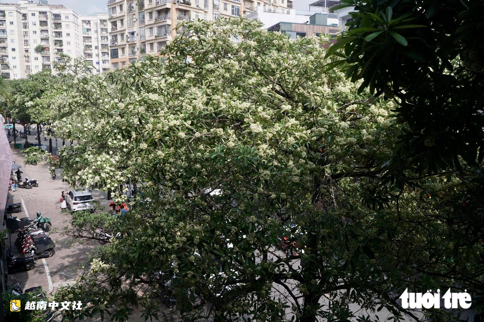 越南河內:工人持剪刀修剪街頭乳香花