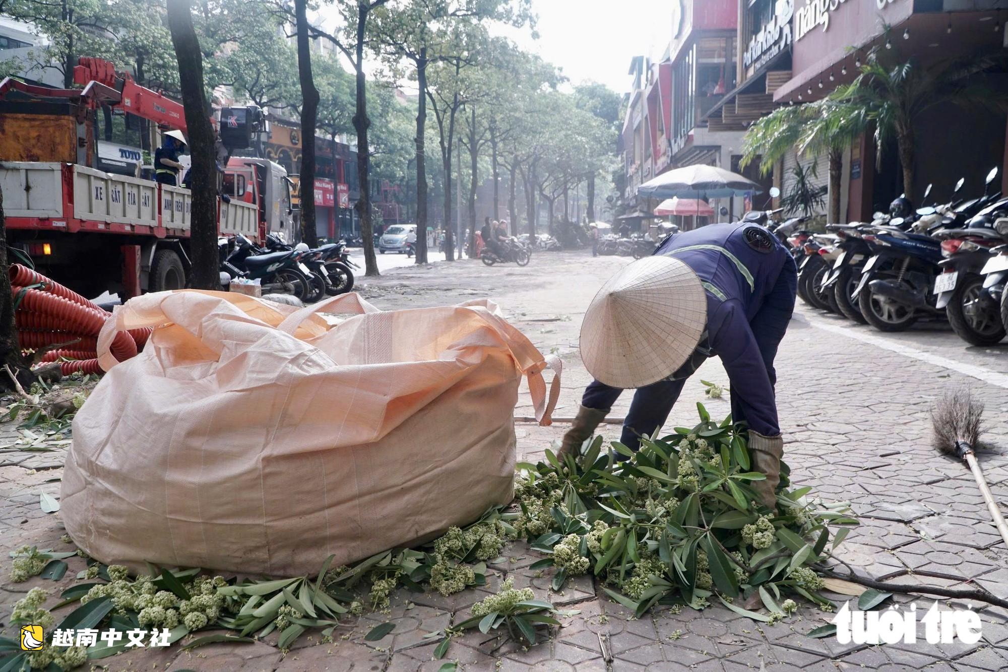 越南河內:工人持剪刀修剪街頭乳香花