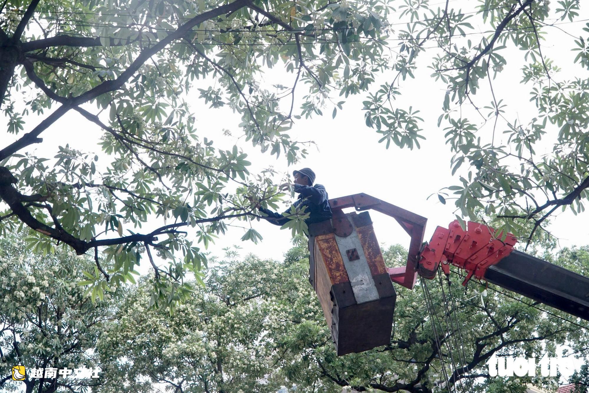 越南河內:工人持剪刀修剪街頭乳香花