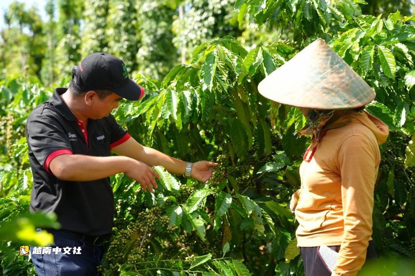 從咖啡豆到價值:越南打造更可持續的咖啡產業