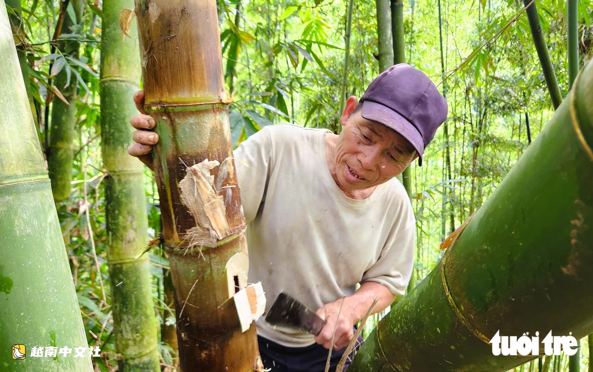越南清化:進山獵捕竹蟲,獨特美食每公斤25萬至30萬越盾卻不易買到