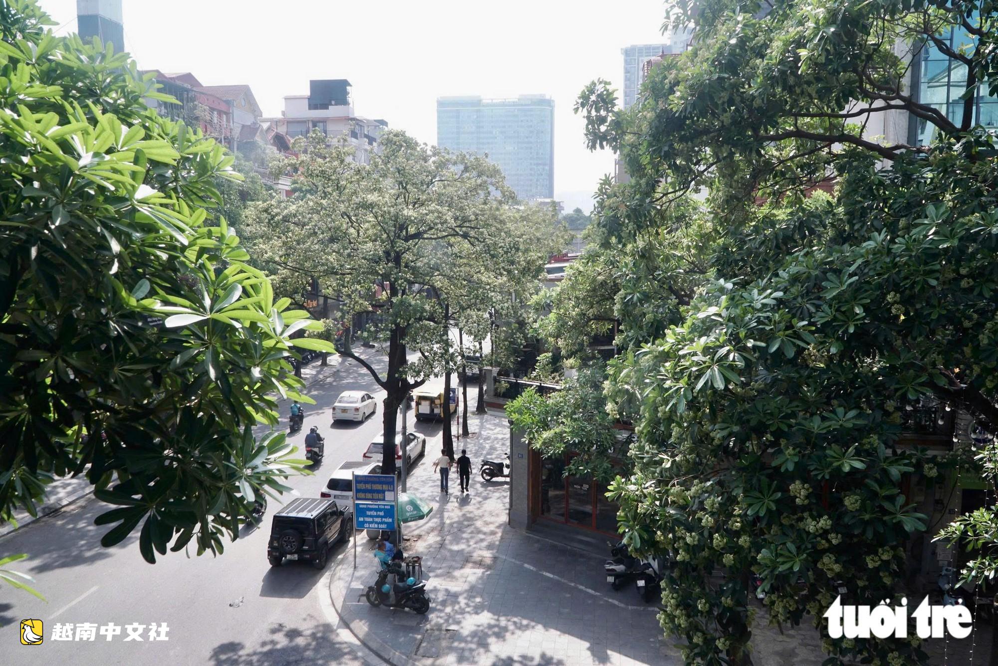 越南河內:工人持剪刀修剪街頭乳香花