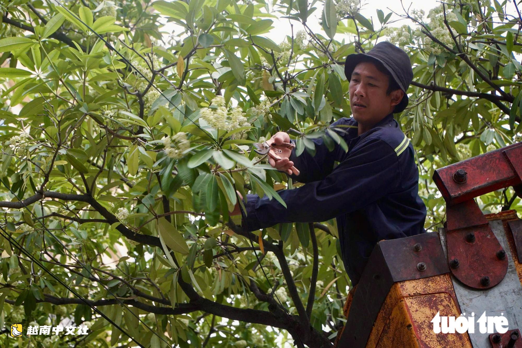 越南河內:工人持剪刀修剪街頭乳香花