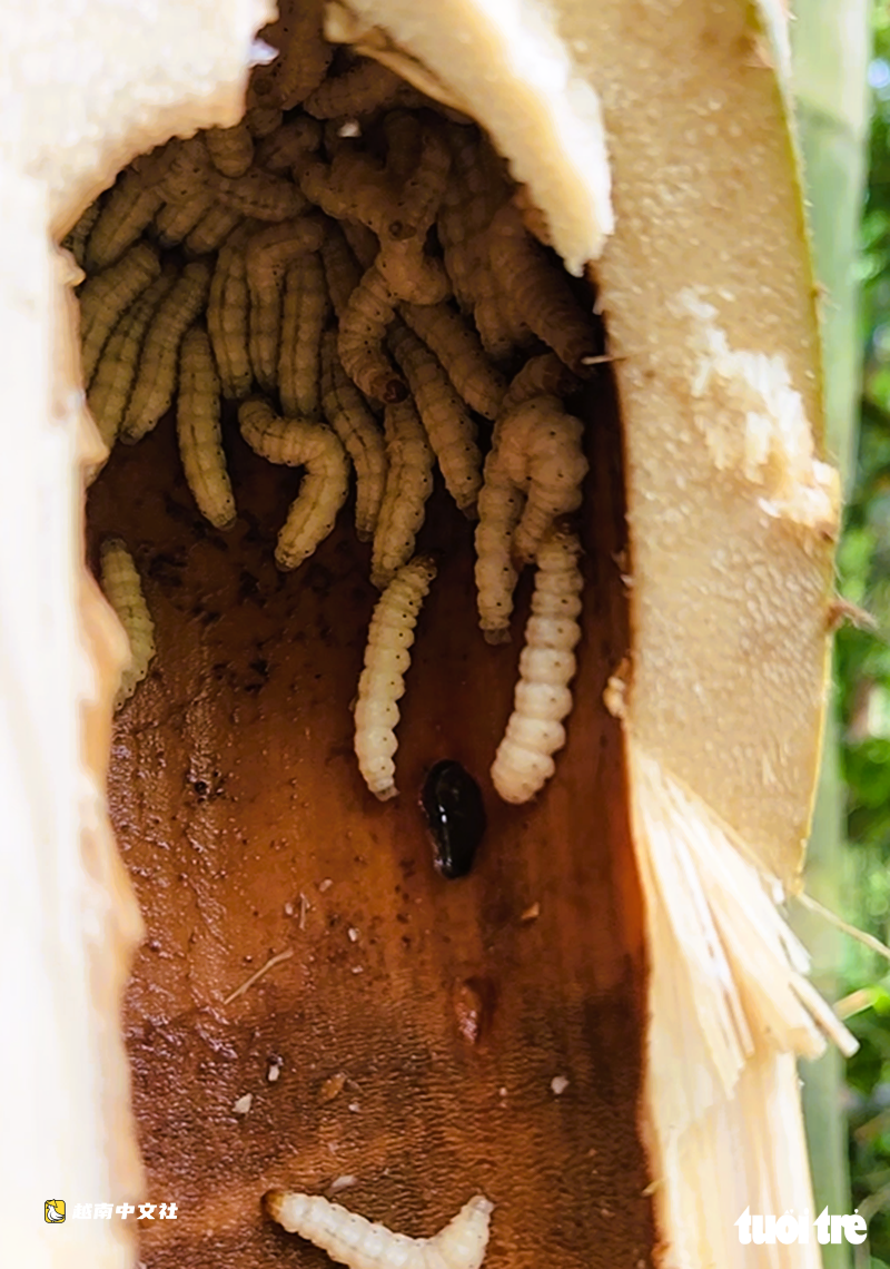 越南清化:進山獵捕竹蟲,獨特美食每公斤25萬至30萬越盾卻不易買到