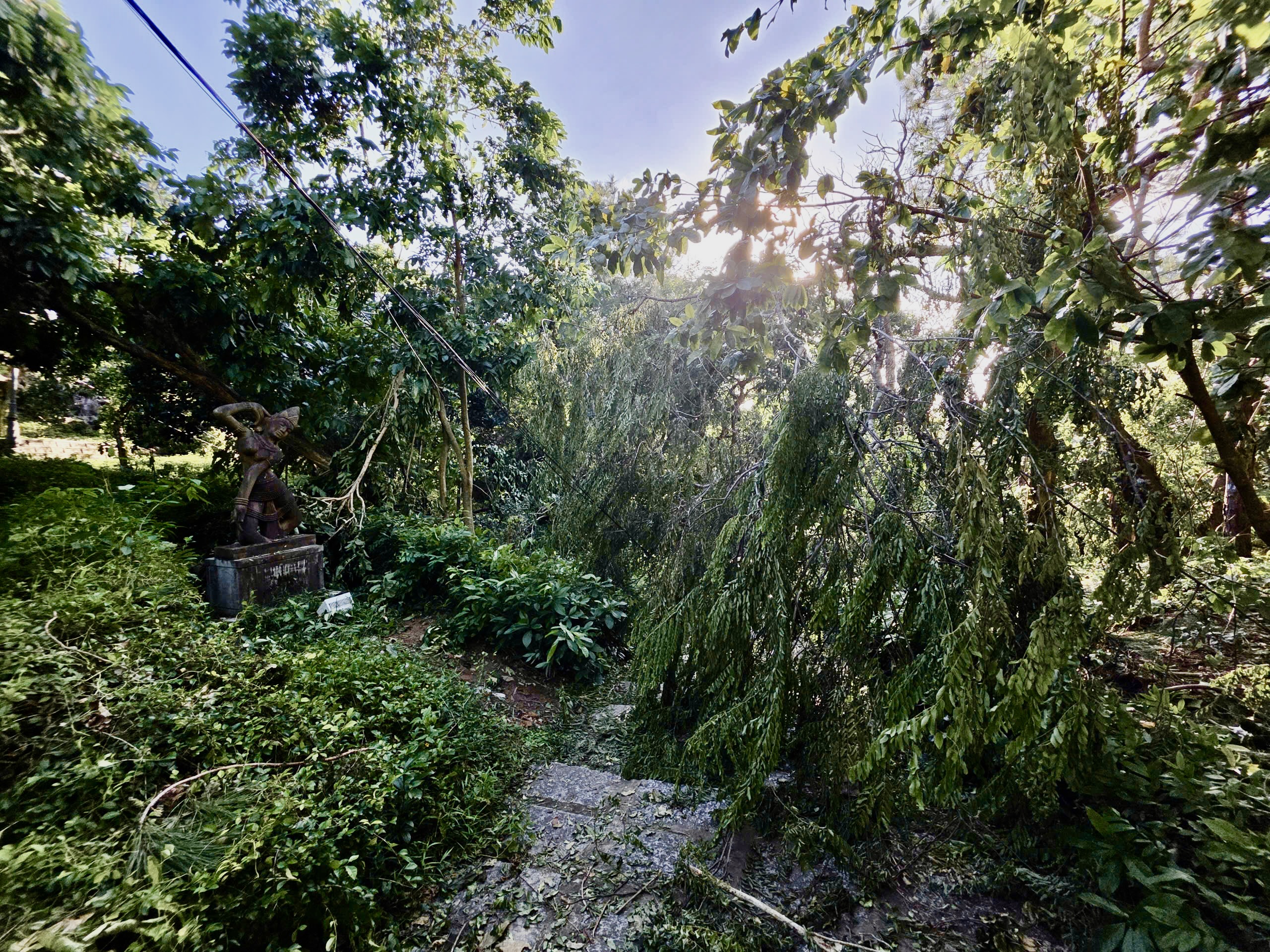 心痛：雁塔古迹上百年榕树被卡尔马吉台风击倒：救援努力！