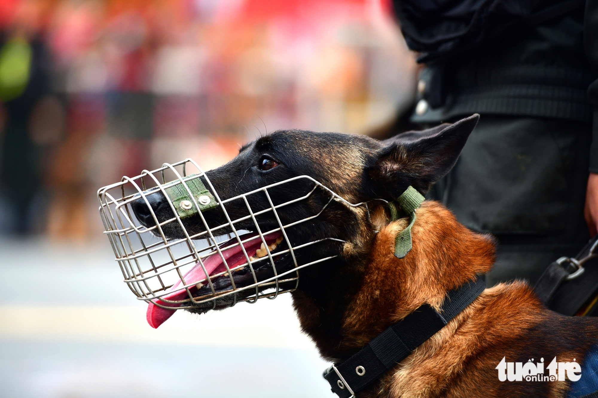 观看机动警察和警犬在黎利路的表演